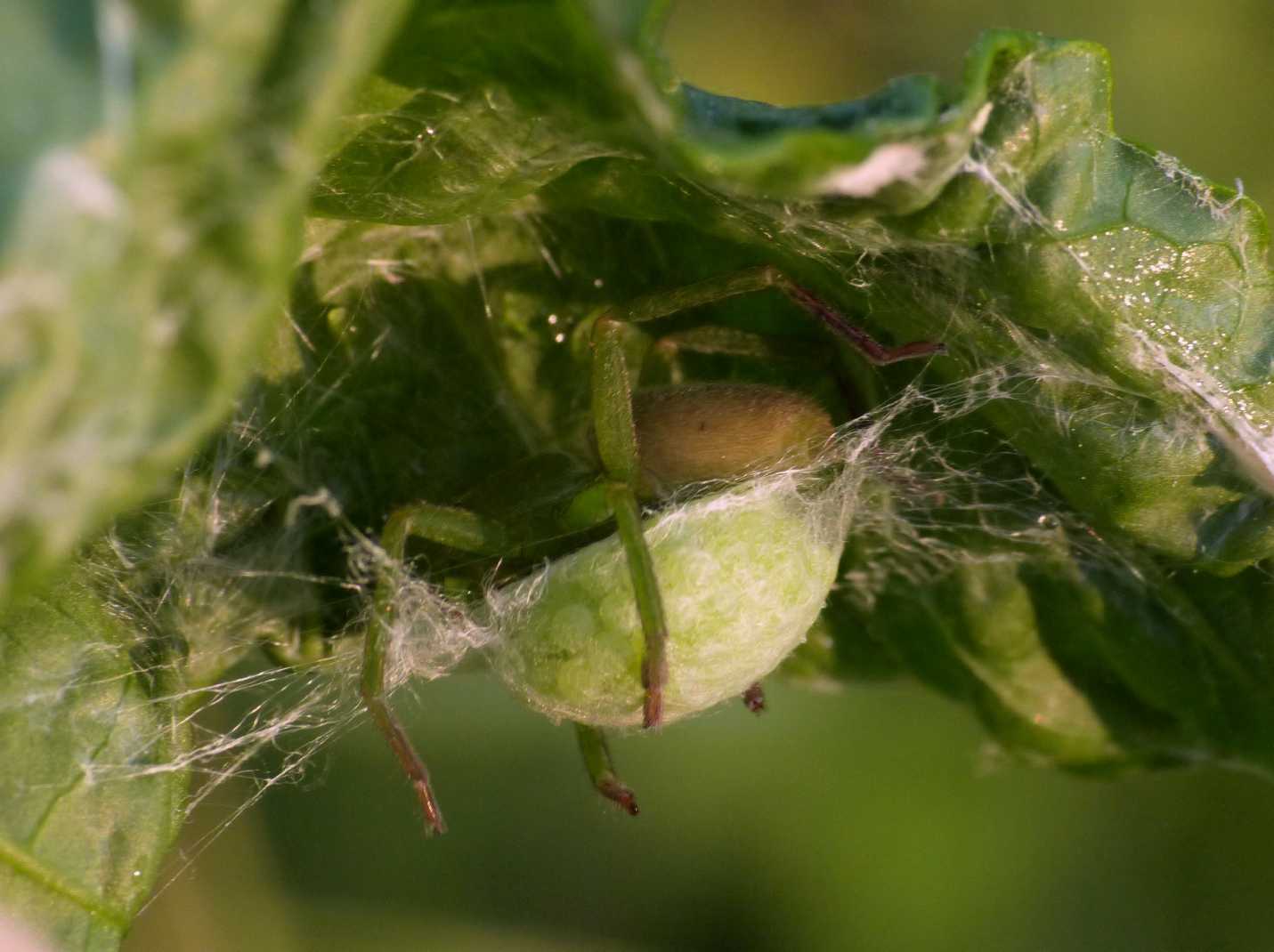 Micrommata ligurina con ovisacco